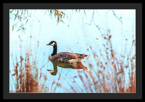 Tranquil Goose on a Lake - Framed Print