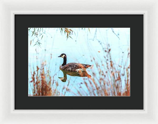 Tranquil Goose on a Lake - Framed Print