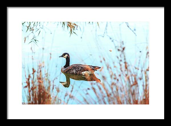 Tranquil Goose on a Lake - Framed Print