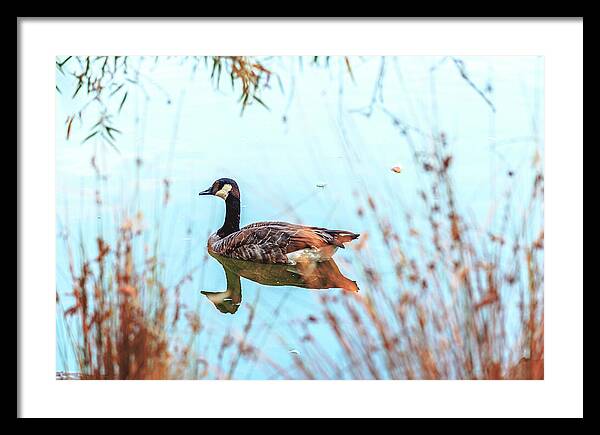 Tranquil Goose on a Lake - Framed Print