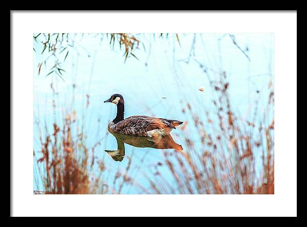 Tranquil Goose on a Lake - Framed Print