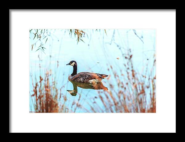 Tranquil Goose on a Lake - Framed Print