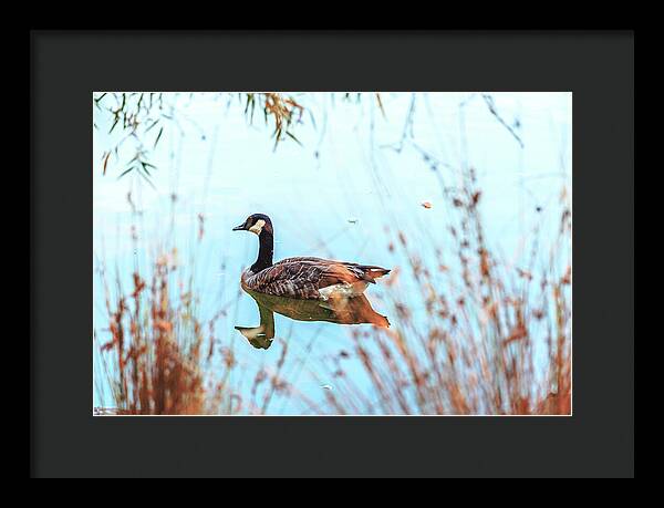 Tranquil Goose on a Lake - Framed Print