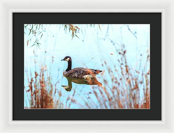 Tranquil Goose on a Lake - Framed Print