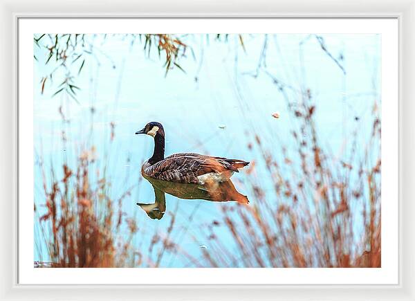 Tranquil Goose on a Lake - Framed Print