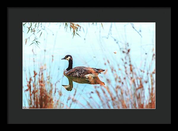 Tranquil Goose on a Lake - Framed Print