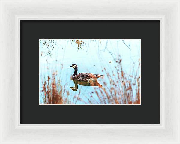 Tranquil Goose on a Lake - Framed Print