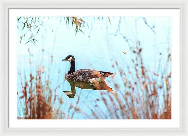Tranquil Goose on a Lake - Framed Print
