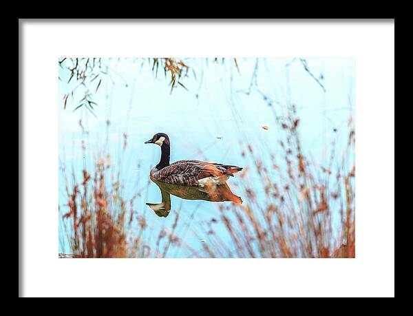 Tranquil Goose on a Lake - Framed Print