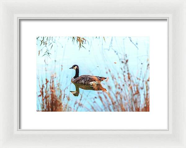 Tranquil Goose on a Lake - Framed Print