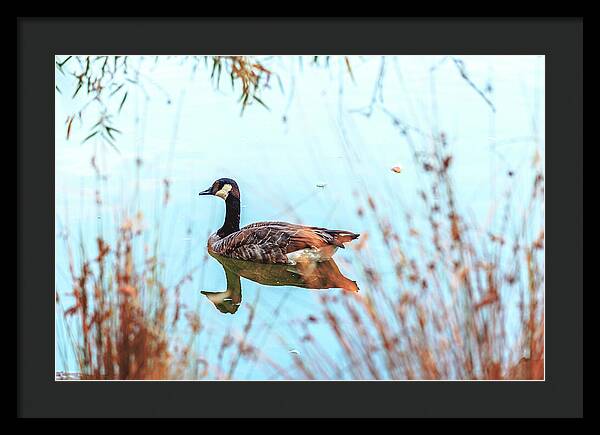 Tranquil Goose on a Lake - Framed Print