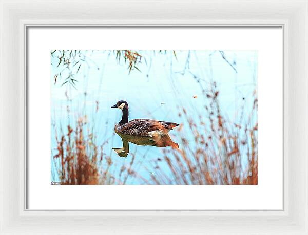 Tranquil Goose on a Lake - Framed Print