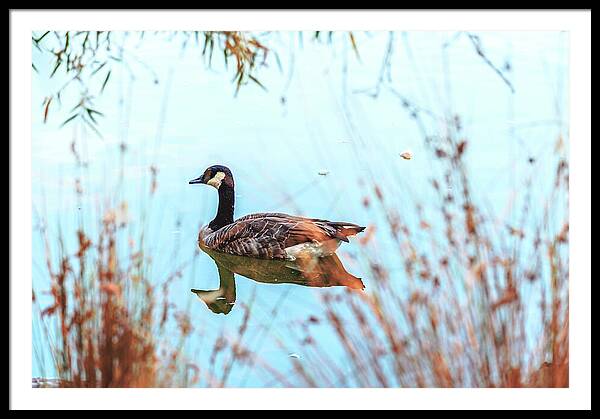Tranquil Goose on a Lake - Framed Print