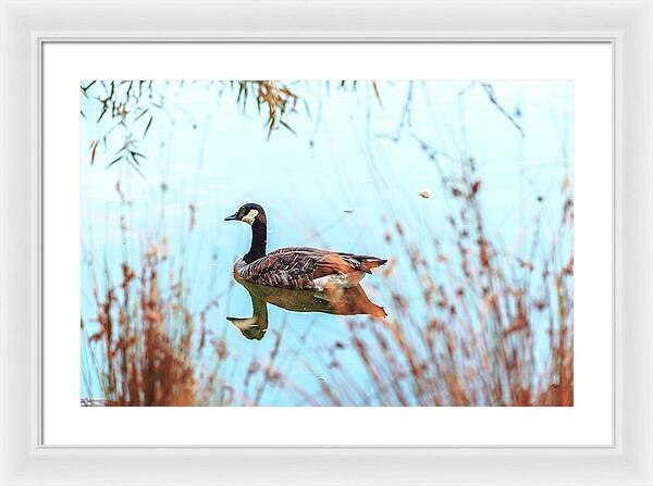 Tranquil Goose on a Lake - Framed Print