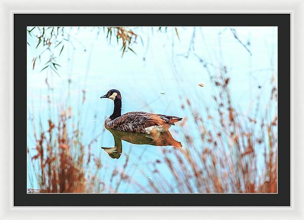 Tranquil Goose on a Lake - Framed Print