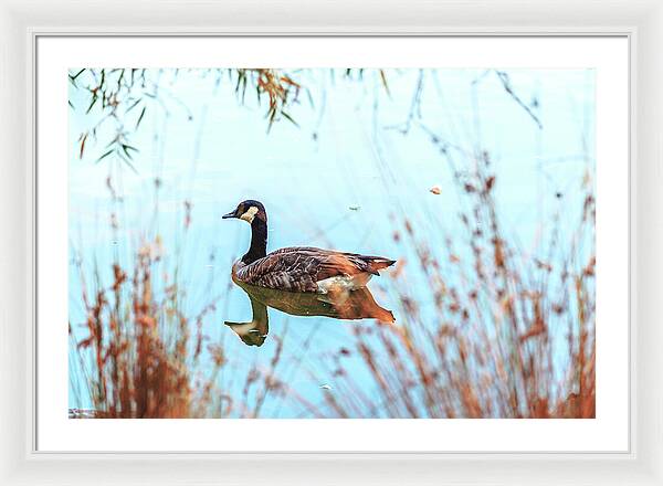 Tranquil Goose on a Lake - Framed Print