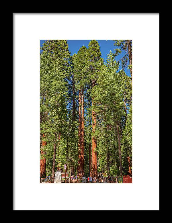 Travel Through The Mariposa Grove of Giant Sequoias - Framed Print