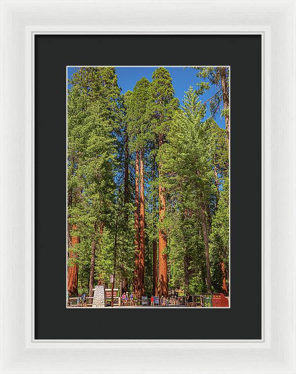 Travel Through The Mariposa Grove of Giant Sequoias - Framed Print