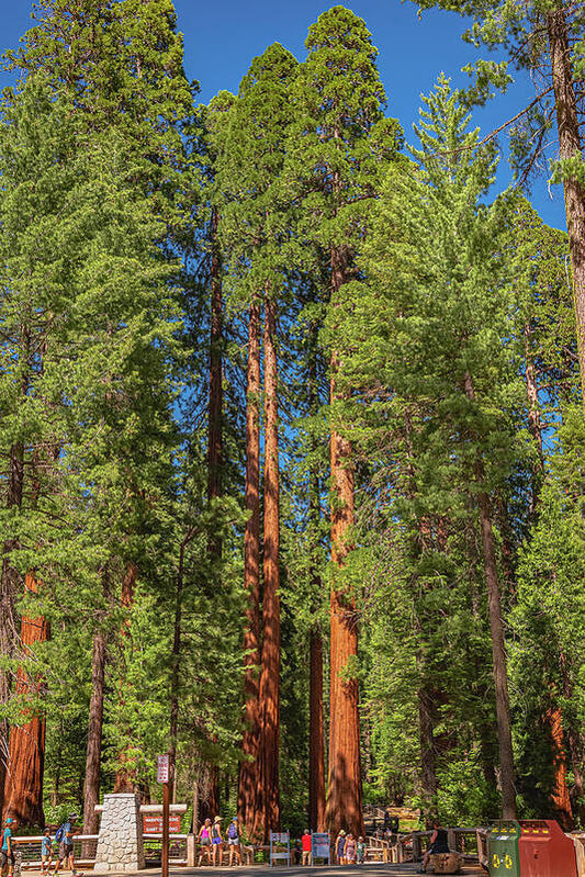 Travel Through The Mariposa Grove of Giant Sequoias - Art Print