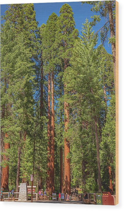 Travel Through The Mariposa Grove of Giant Sequoias - Wood Print