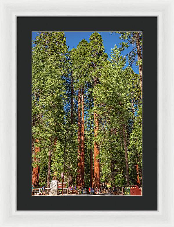 Travel Through The Mariposa Grove of Giant Sequoias - Framed Print