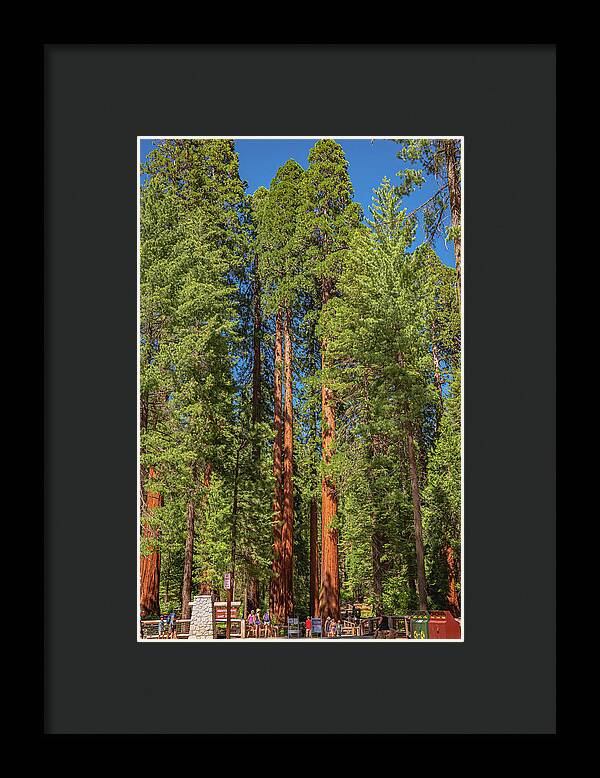 Travel Through The Mariposa Grove of Giant Sequoias - Framed Print