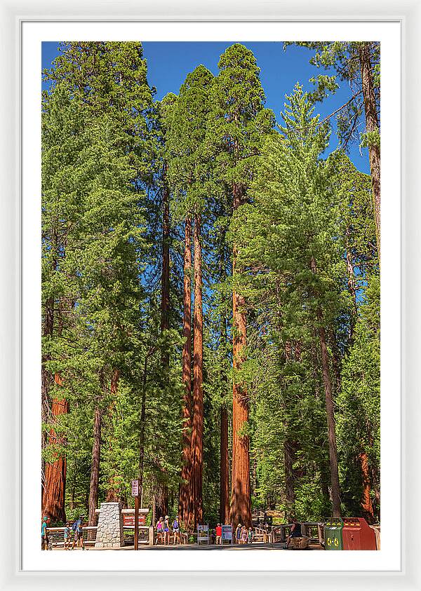 Travel Through The Mariposa Grove of Giant Sequoias - Framed Print