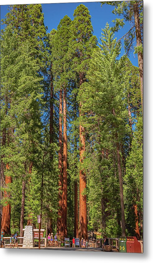 Travel Through The Mariposa Grove of Giant Sequoias - Metal Print