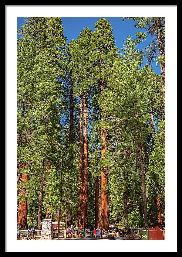 Travel Through The Mariposa Grove of Giant Sequoias - Framed Print