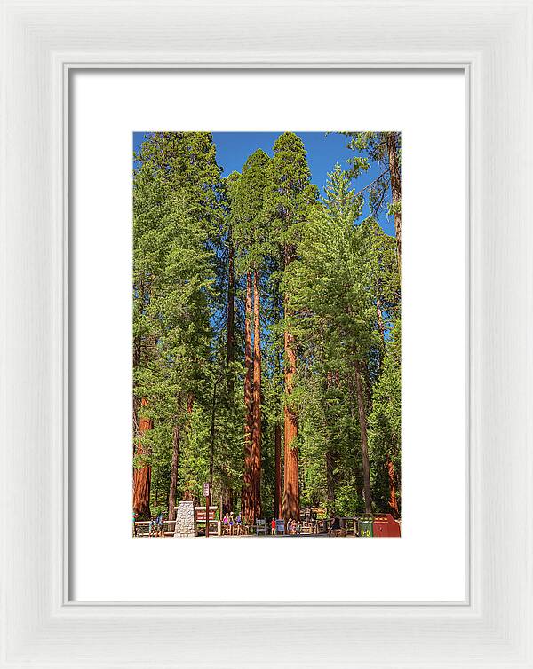 Travel Through The Mariposa Grove of Giant Sequoias - Framed Print