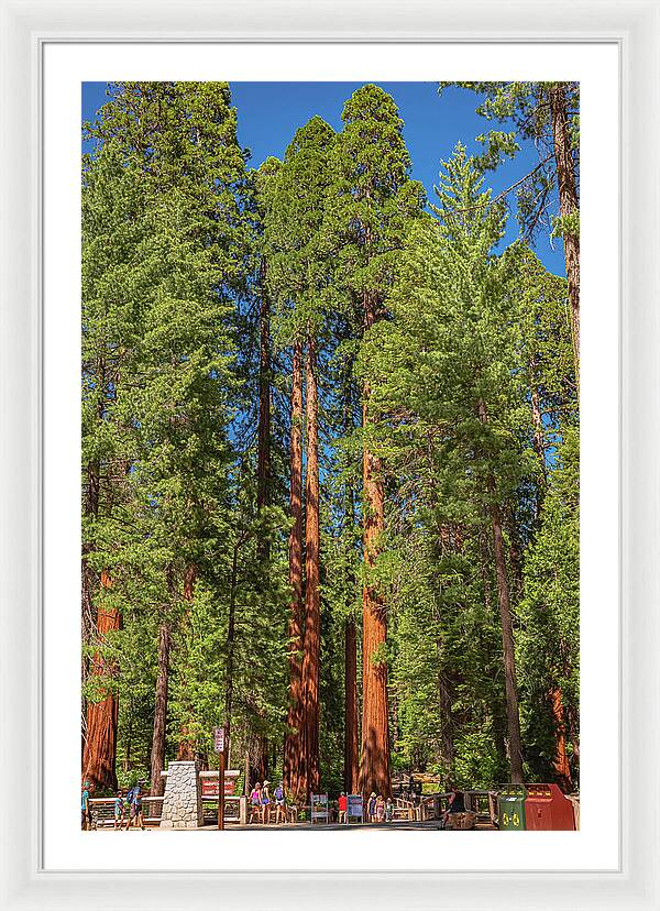 Travel Through The Mariposa Grove of Giant Sequoias - Framed Print