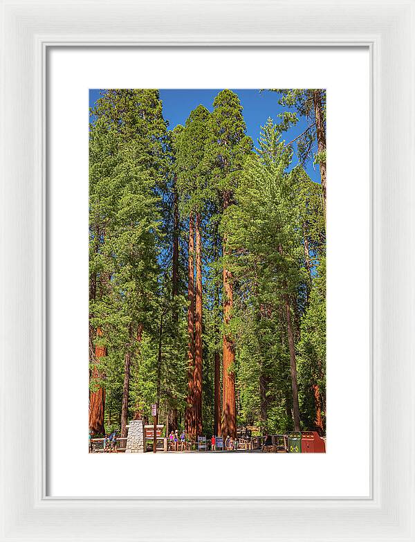 Travel Through The Mariposa Grove of Giant Sequoias - Framed Print