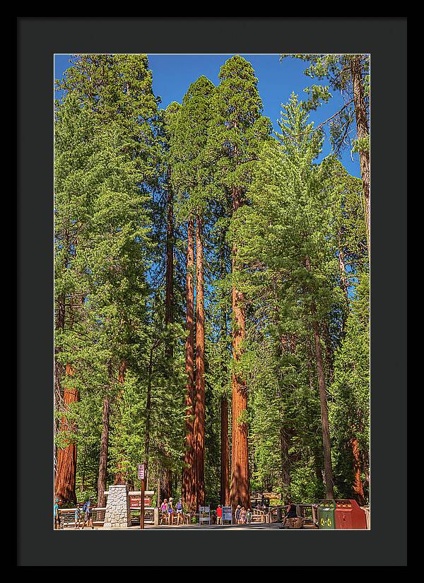 Travel Through The Mariposa Grove of Giant Sequoias - Framed Print