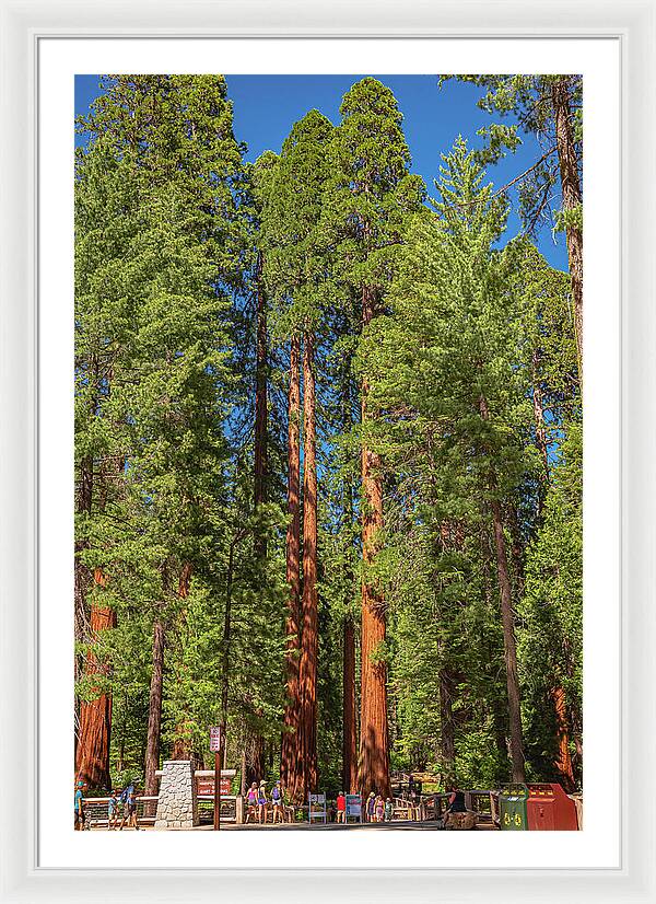 Travel Through The Mariposa Grove of Giant Sequoias - Framed Print