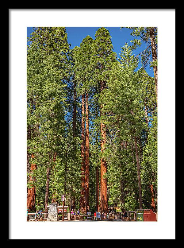 Travel Through The Mariposa Grove of Giant Sequoias - Framed Print