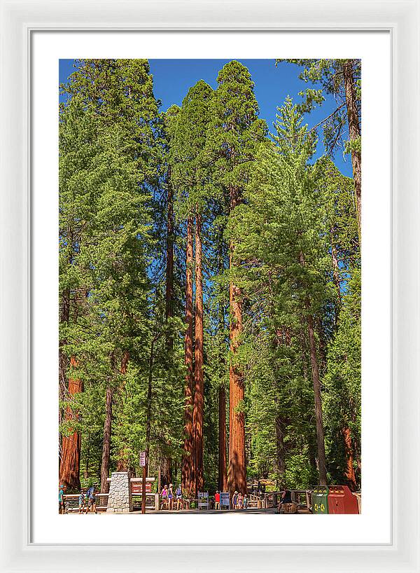 Travel Through The Mariposa Grove of Giant Sequoias - Framed Print