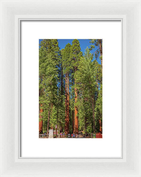 Travel Through The Mariposa Grove of Giant Sequoias - Framed Print