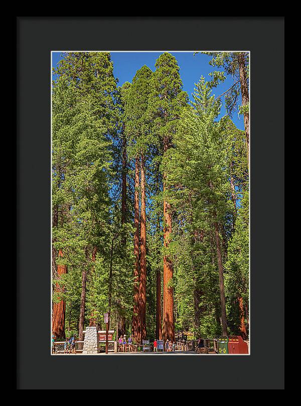 Travel Through The Mariposa Grove of Giant Sequoias - Framed Print