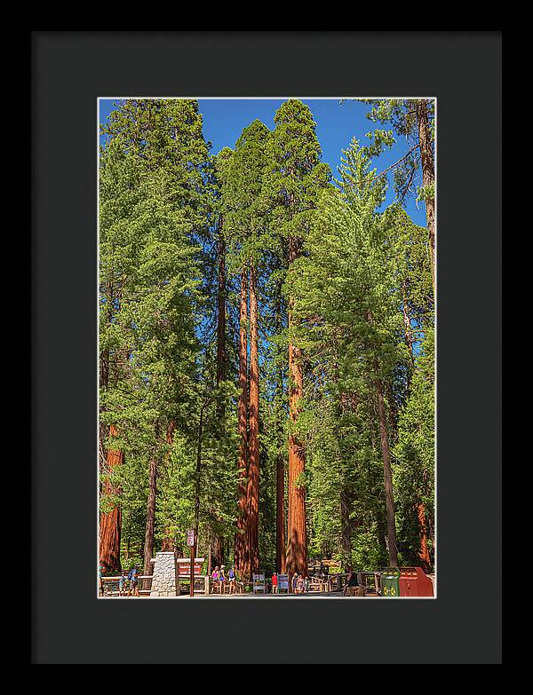 Travel Through The Mariposa Grove of Giant Sequoias - Framed Print
