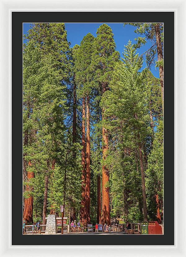 Travel Through The Mariposa Grove of Giant Sequoias - Framed Print
