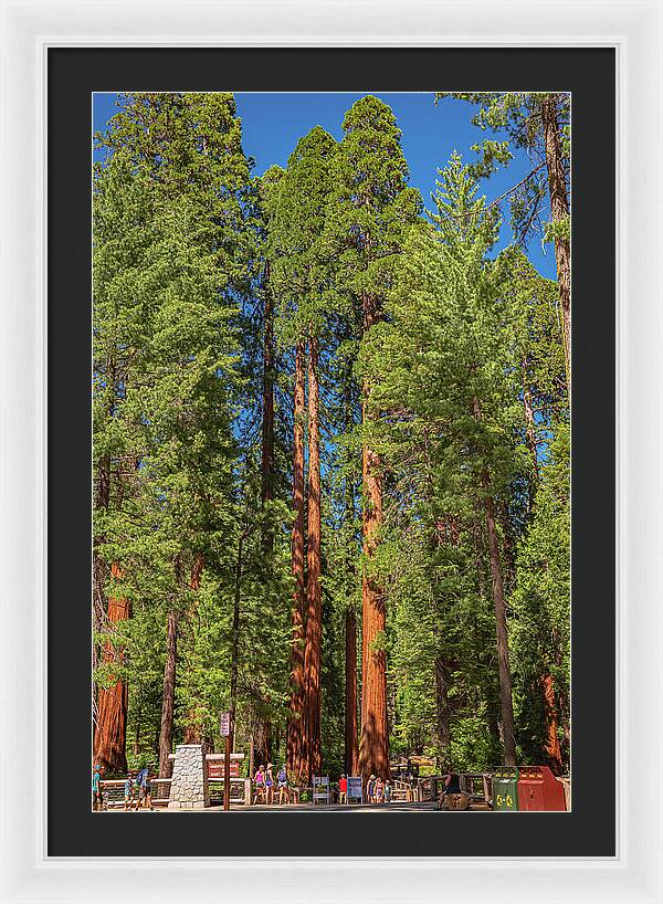 Travel Through The Mariposa Grove of Giant Sequoias - Framed Print
