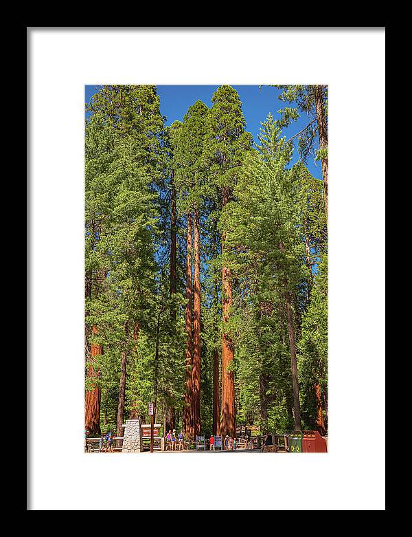 Travel Through The Mariposa Grove of Giant Sequoias - Framed Print