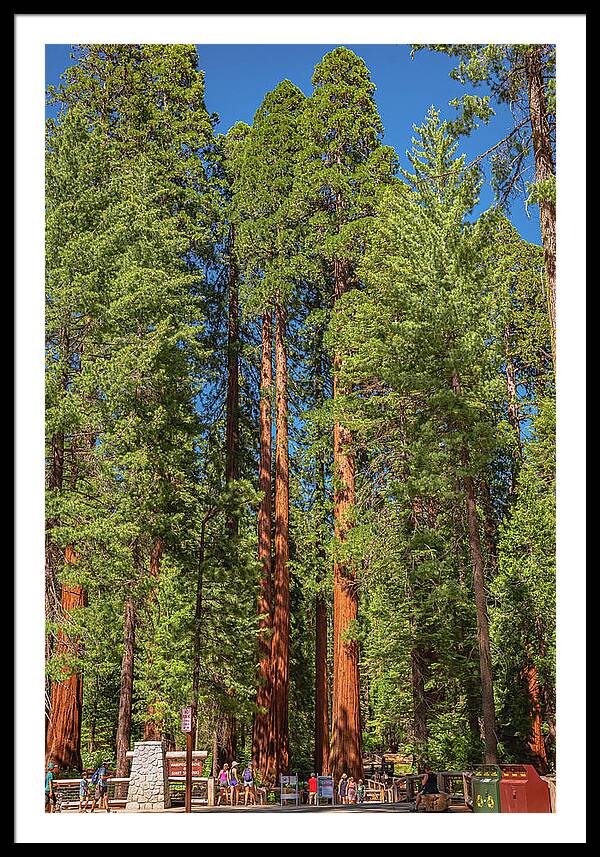 Travel Through The Mariposa Grove of Giant Sequoias - Framed Print