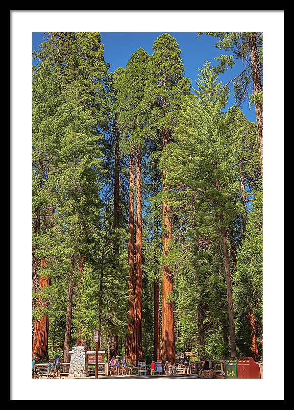 Travel Through The Mariposa Grove of Giant Sequoias - Framed Print