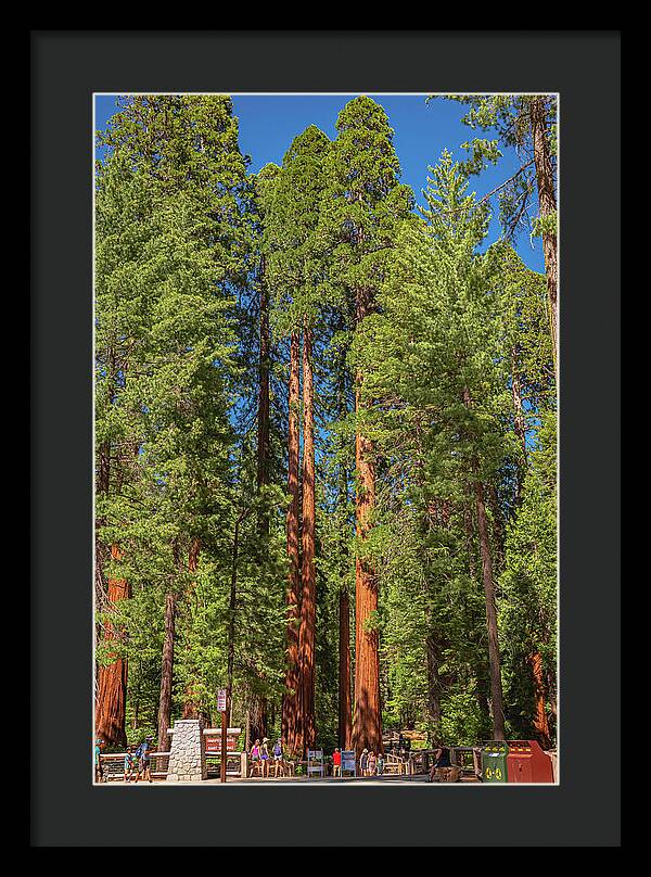 Travel Through The Mariposa Grove of Giant Sequoias - Framed Print