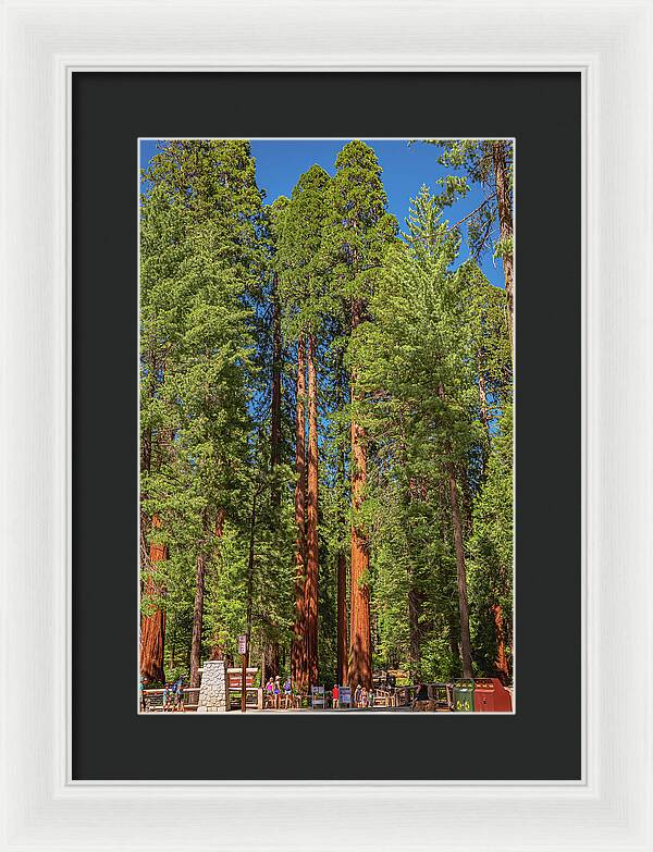 Travel Through The Mariposa Grove of Giant Sequoias - Framed Print