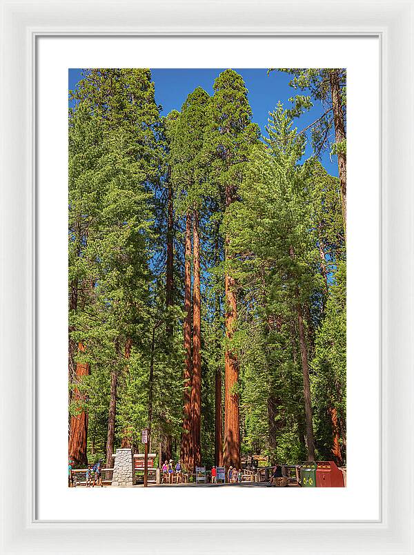Travel Through The Mariposa Grove of Giant Sequoias - Framed Print