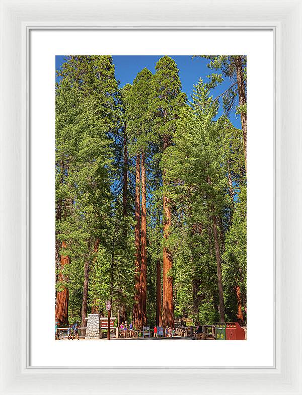 Travel Through The Mariposa Grove of Giant Sequoias - Framed Print