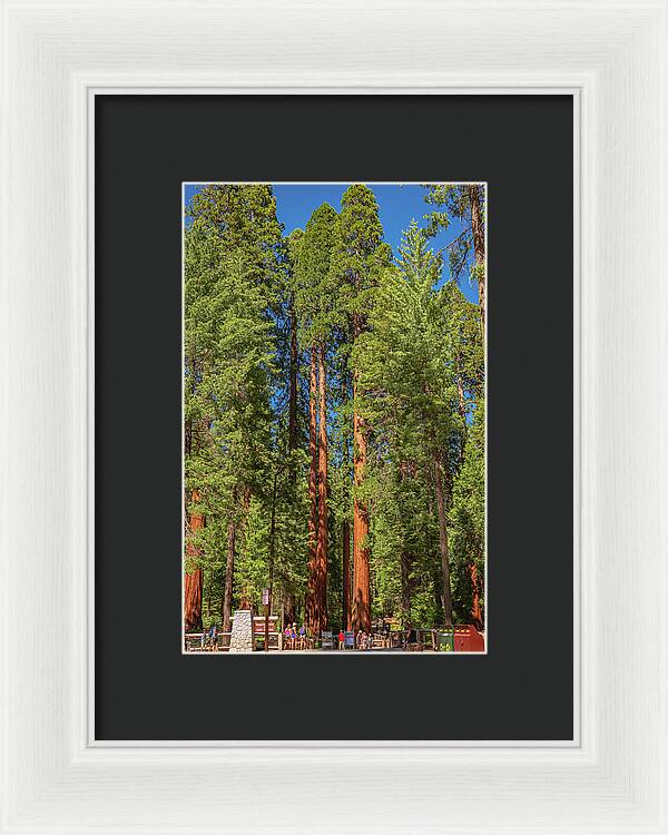 Travel Through The Mariposa Grove of Giant Sequoias - Framed Print