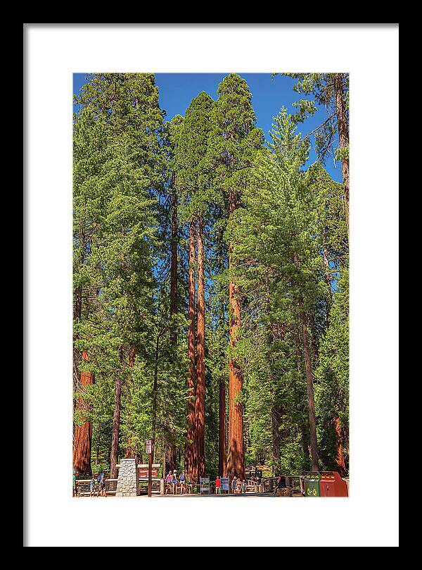 Travel Through The Mariposa Grove of Giant Sequoias - Framed Print